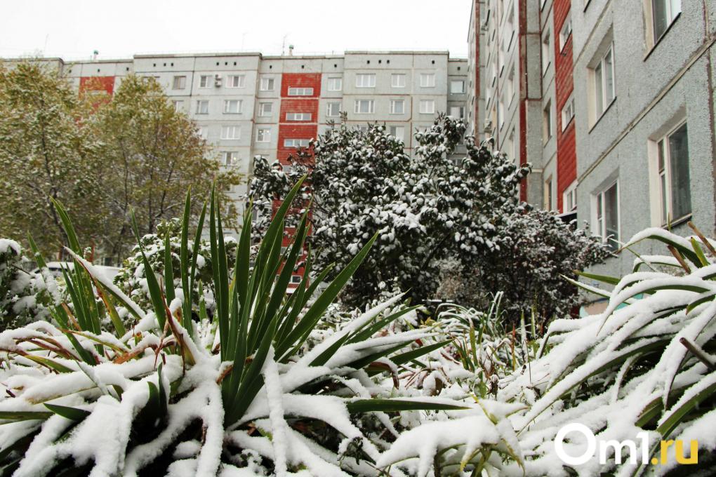 Снежная сова и замёрзшая зелень: посмотрите, как Омск укутался в первый снег