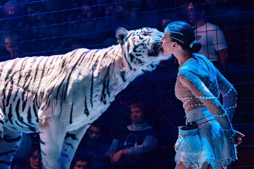 Жизнь среди тигров: Алиса Нестерова о цирке и себе