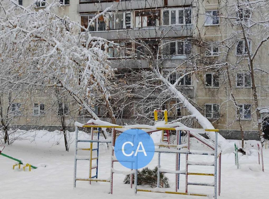 ЧП в Новосибирске: берёза упала на дом в Академгородке
