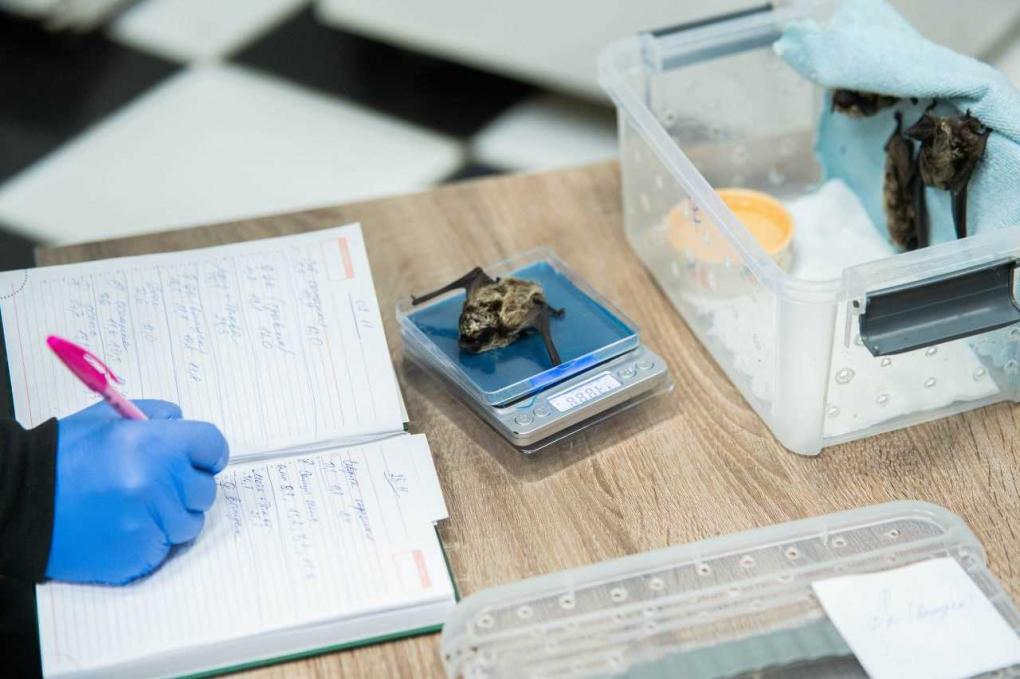 Зимовка летучих мышей в Новосибирске: как Фонд Шило заботится о спасённых животных