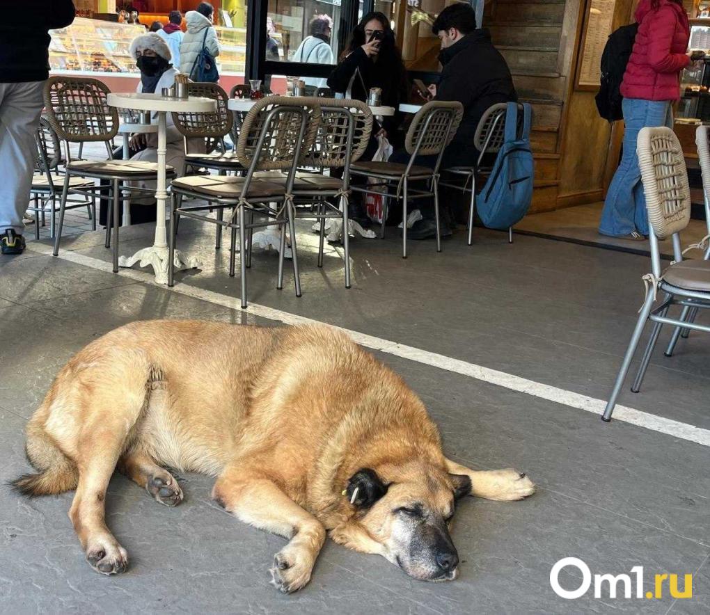 Омич на выходных: как «Выжить в Стамбуле»