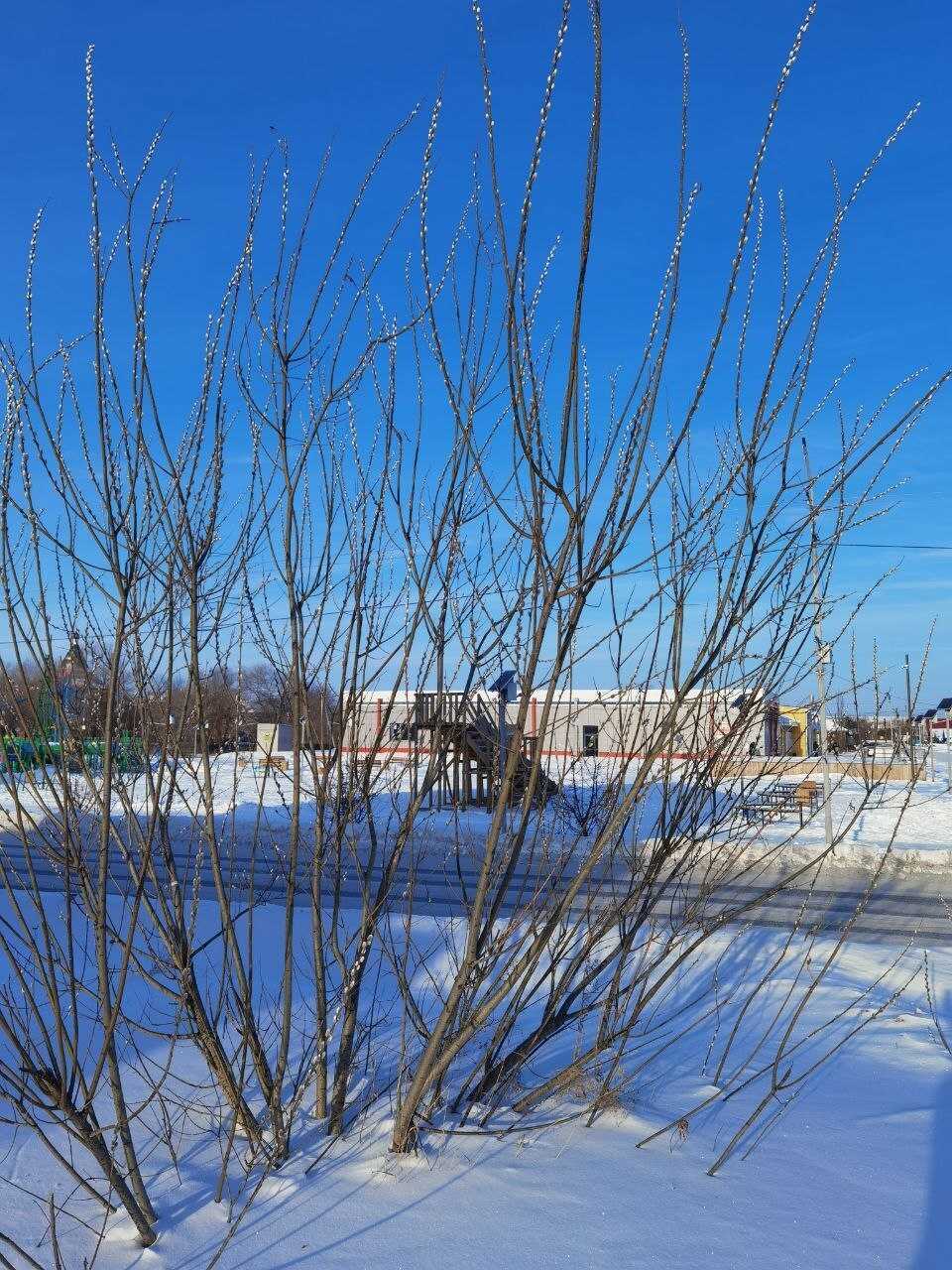 Во время морозов на юге Омской области распустилась верба