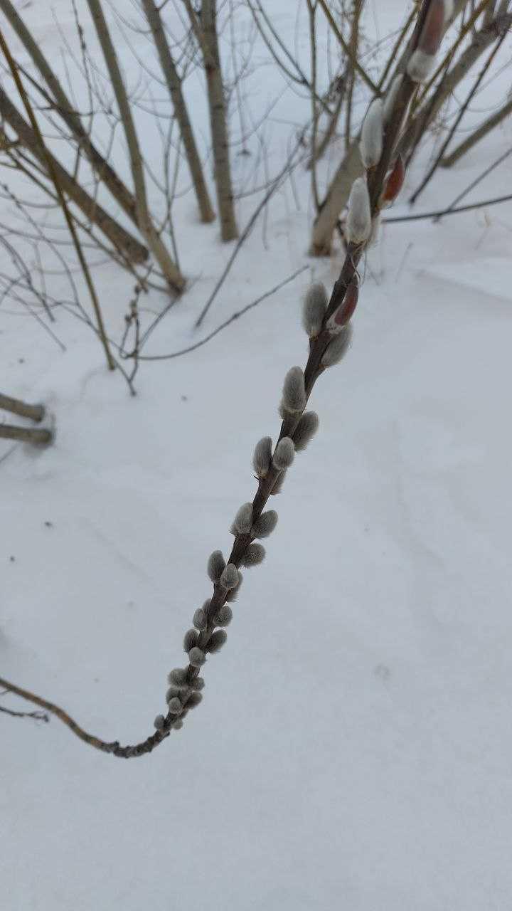 Во время морозов на юге Омской области распустилась верба