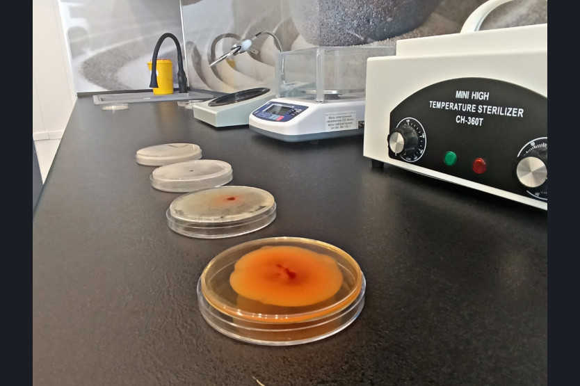 Тест-полоска за 5 минут: новосибирские разработки уже спасают урожаи в теплицах России, Казахстана и Беларуси