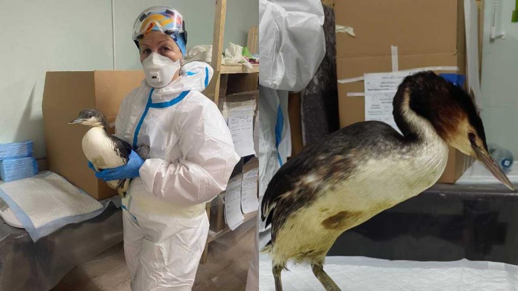 «Напоминали кусок мазута»: волонтёр из Новосибирска рассказала, как спасает птиц на Чёрном море спустя год после катастрофы