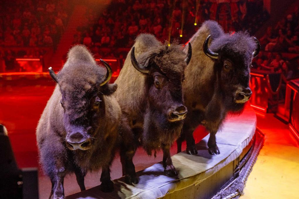 Заключительные представления легендарного шоу Гии Эрадзе «5 континентов» в Новосибирске