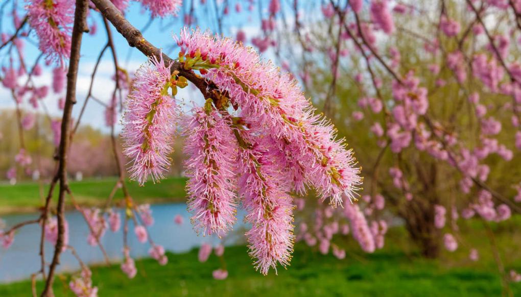 Что цветёт в Новосибирске в апреле: календарь аллергика