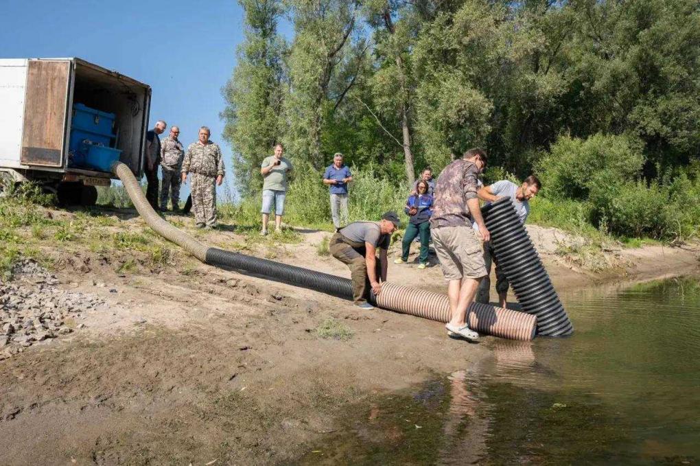 В Обь под Новосибирском выпустили 2 тысячи мальков краснокнижной нельмы