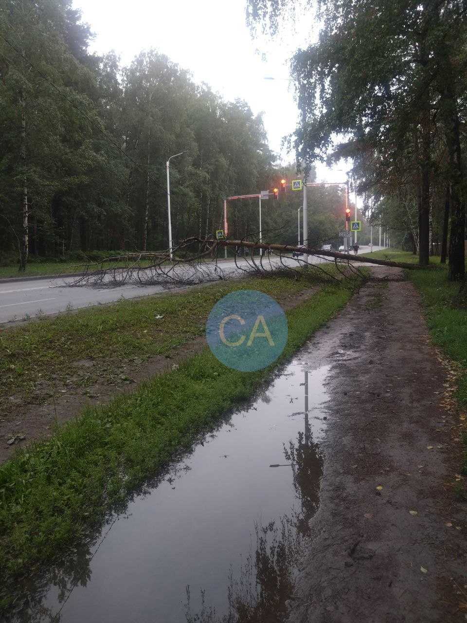 После дождя в новосибирском Академгородке упали деревья и образовался провал