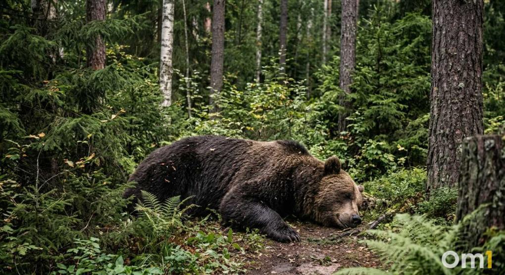 Они обитают под Новосибирском сотнями — самые жуткие случаи встречи новосибирцев с медведями