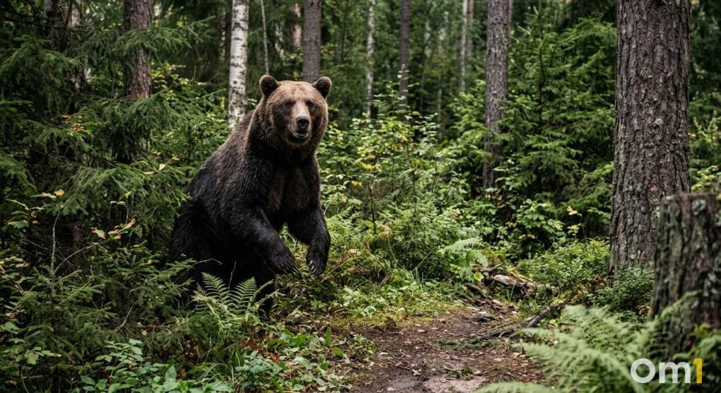 Они обитают под Новосибирском сотнями — самые жуткие случаи встречи новосибирцев с медведями