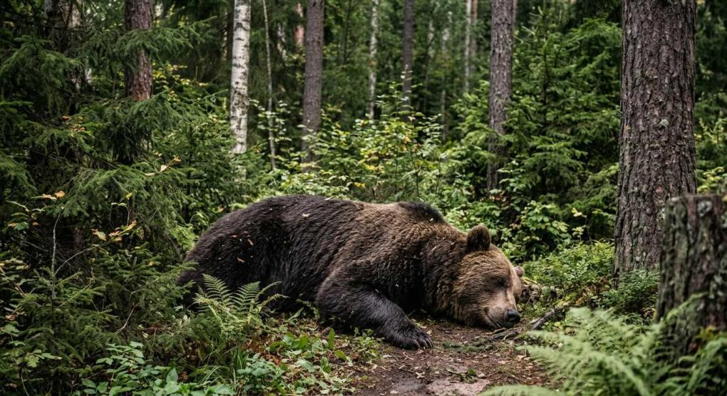Численность бурых медведей выросла на 33 % в Новосибирской области — грозит ли верной смертью выход за пределы населённых пунктов?