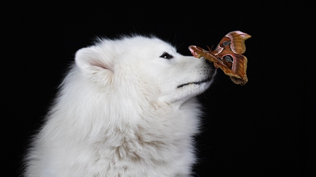 Фотосессию с самой большой бабочкой в мире устроили новосибирским шпицам. ФОТО