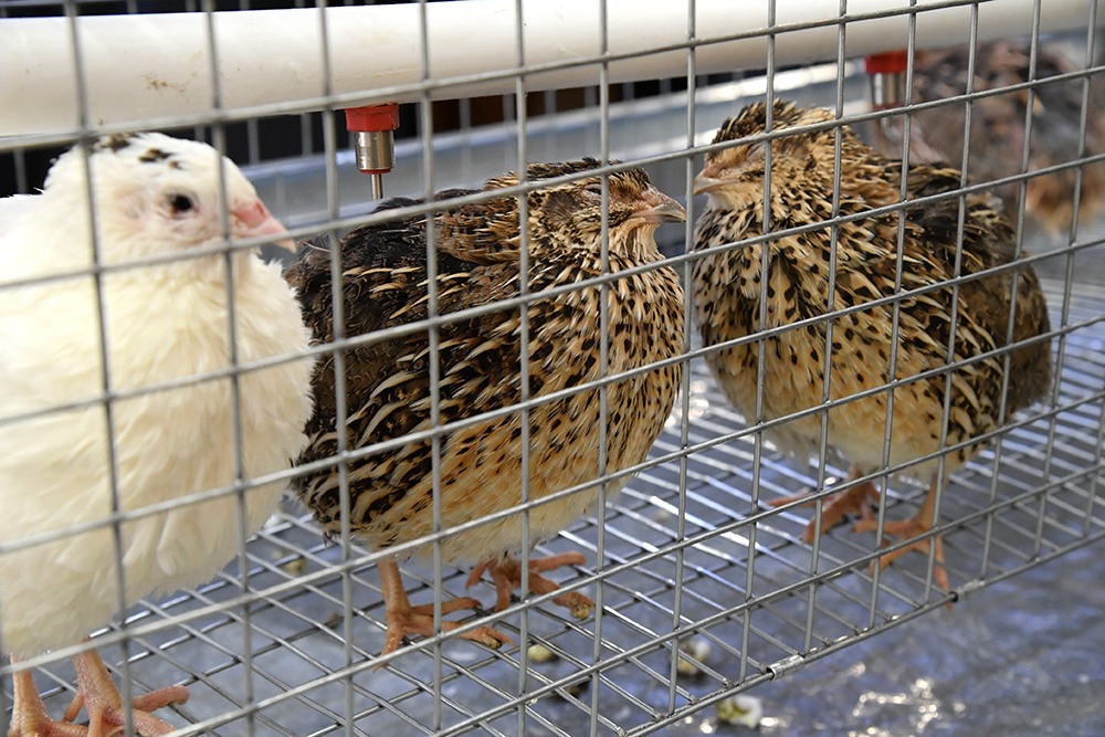 В Омской области начнут возрождать племенное птицеводство, овощеводство и картофель