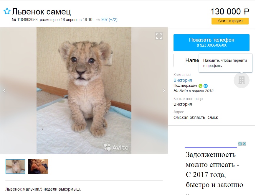 Где Можно Купить Львенка В России