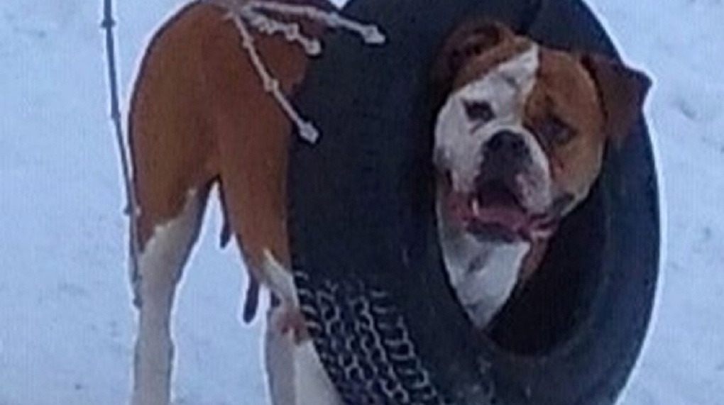 «Боимся навредить другим!»: загрызшего хозяйку бульдога усыпили в Новосибирской области