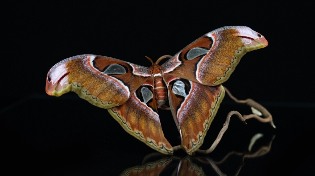 Фотосессию с самой большой бабочкой в мире устроили новосибирским шпицам. ФОТО