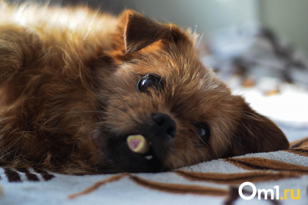 Не все собаки должны быть добряками: эксперт развеял миф о характере питомцев