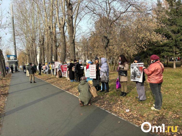 «Это лагеря смерти»: новосибирские зоозащитники собирают подписи против закона об эвтаназии животных