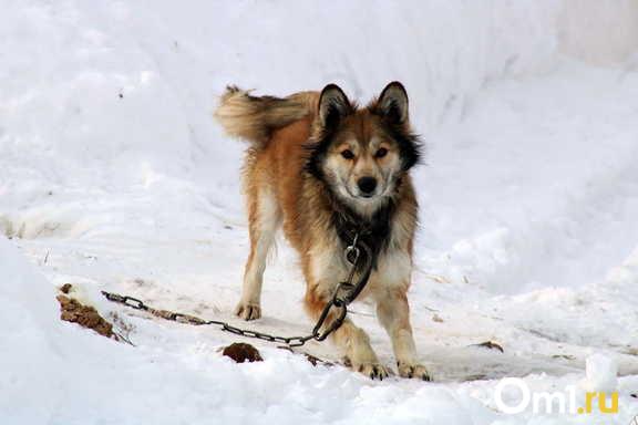 «Это лагеря смерти»: новосибирские зоозащитники собирают подписи против закона об эвтаназии животных