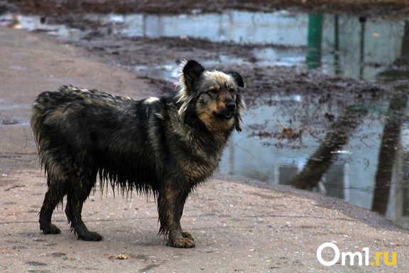 «Это лагеря смерти»: новосибирские зоозащитники собирают подписи против закона об эвтаназии животных