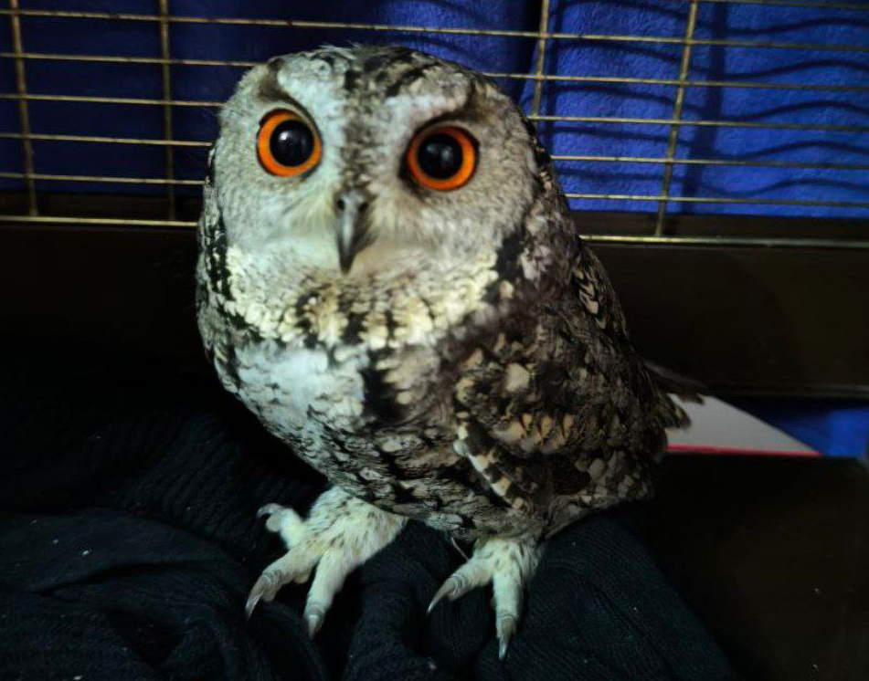 В Новосибирске спасли длиннохвостую неясыть от атаки сорок — как складывается судьба краснокнижной птицы?