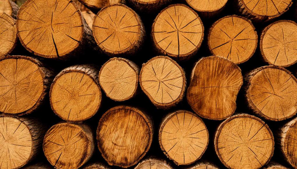 Жёсткие санкции за самовольный спил: садоводам грозят штрафы до полумиллиона рублей