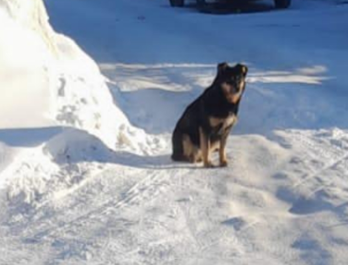 «Бросилась на девочку и порвала куртку»: бездомная собака оккупировала дорогу к школе в Новосибирске