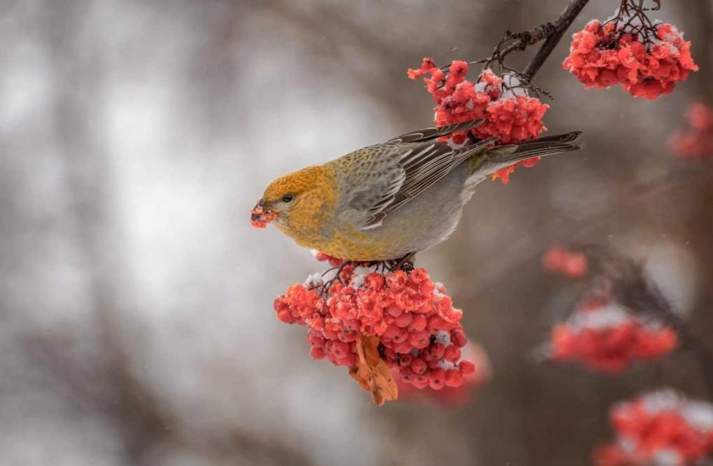 В Омске поселились «финские попугаи»: где их можно увидеть?