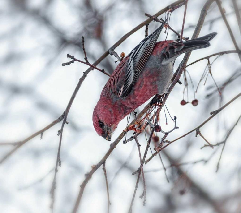 В Омске поселились «финские попугаи»: где их можно увидеть?