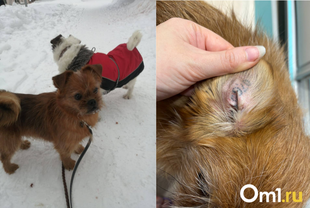 «Это нелюди!!»: в Новосибирске конфликт из-за собак в СНТ перерос в кибертравлю