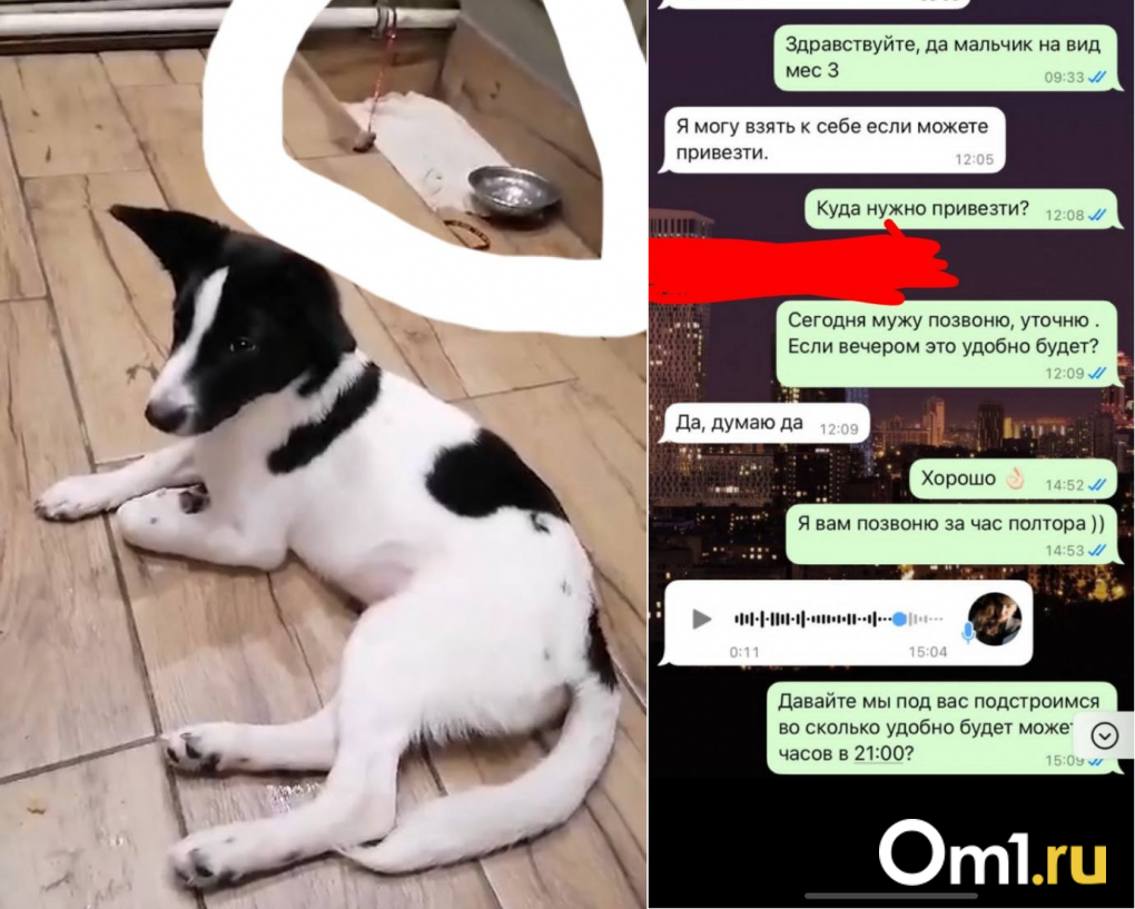 «Это нелюди!!»: в Новосибирске конфликт из-за собак в СНТ перерос в кибертравлю