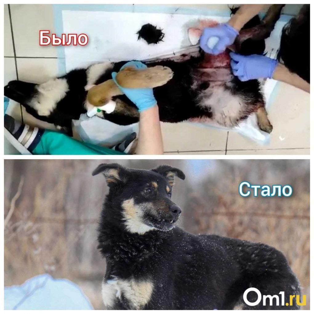 «Это нелюди!!»: в Новосибирске конфликт из-за собак в СНТ перерос в кибертравлю