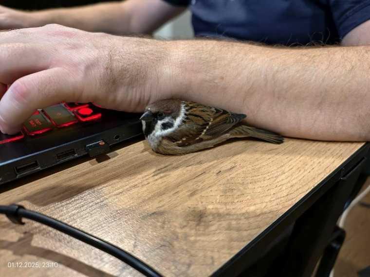 В Омске воробей живёт с собакой: как птенец, упавший с 3 метров, стал домашним