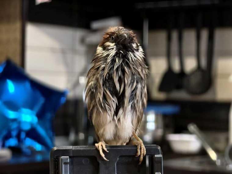 В Омске воробей живёт с собакой: как птенец, упавший с 3 метров, стал домашним