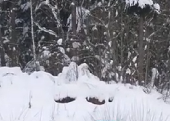 «Два полуоткрытых глаза»: под Солнечногорском заметили загадочную фигуру, похожую на Лешего