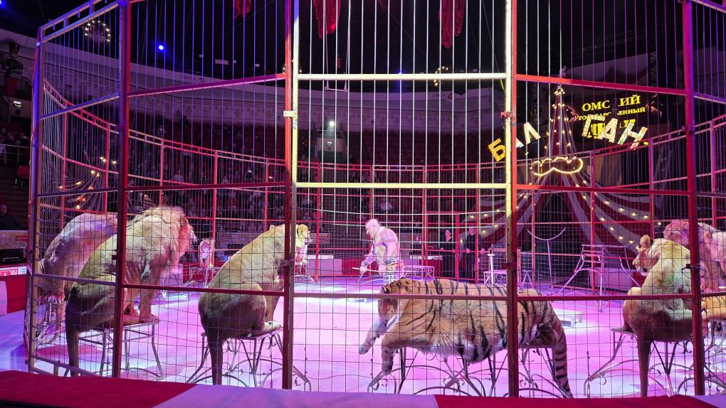Смелость, грация и хищные кошки: как прошла премьера «Балагана» в омском цирке