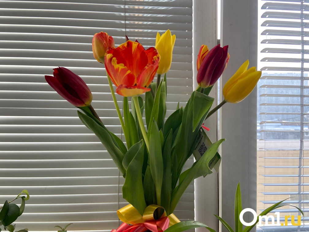 Тюльпаны и лилии: какие цветы опасны для собак