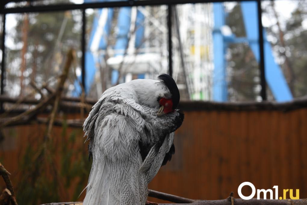 Уточки греются, дикдики удивляют, а тревоги тают: весенний зоопарк глазами жителей Новосибирска