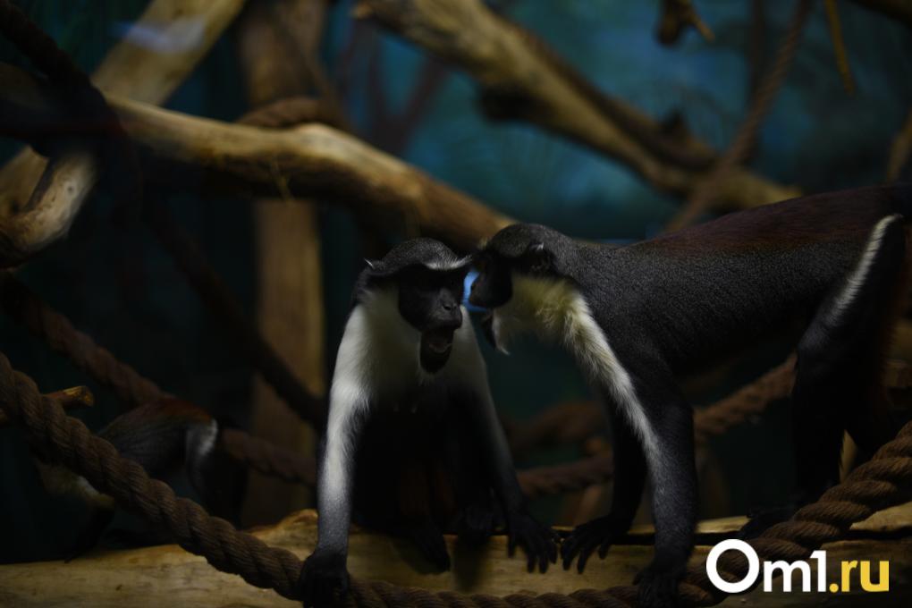 Уточки греются, дикдики удивляют, а тревоги тают: весенний зоопарк глазами жителей Новосибирска