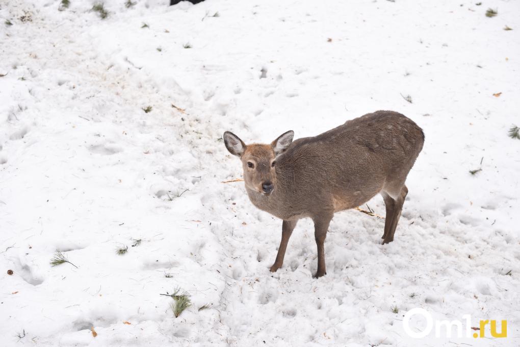 Уточки греются, дикдики удивляют, а тревоги тают: весенний зоопарк глазами жителей Новосибирска