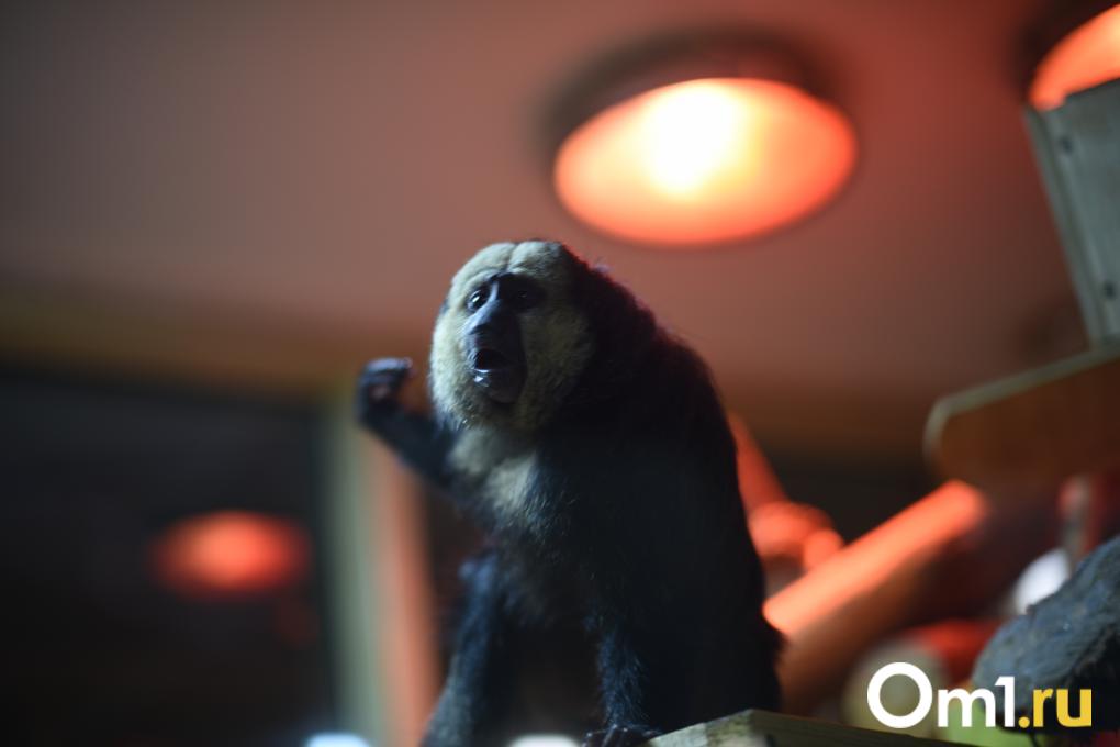 Уточки греются, дикдики удивляют, а тревоги тают: весенний зоопарк глазами жителей Новосибирска