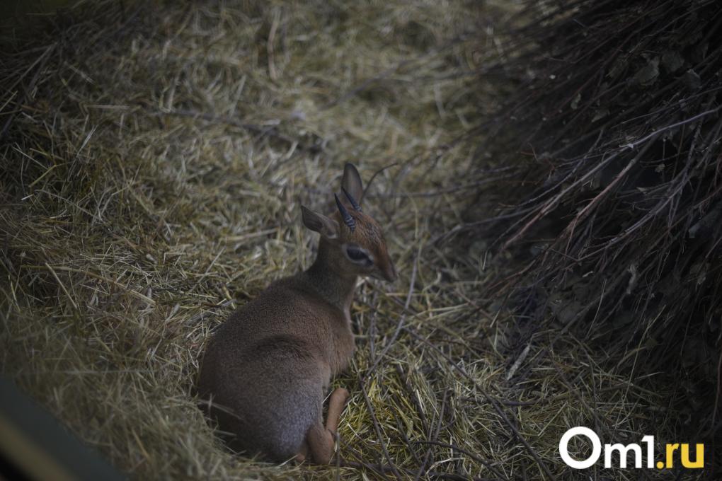Уточки греются, дикдики удивляют, а тревоги тают: весенний зоопарк глазами жителей Новосибирска