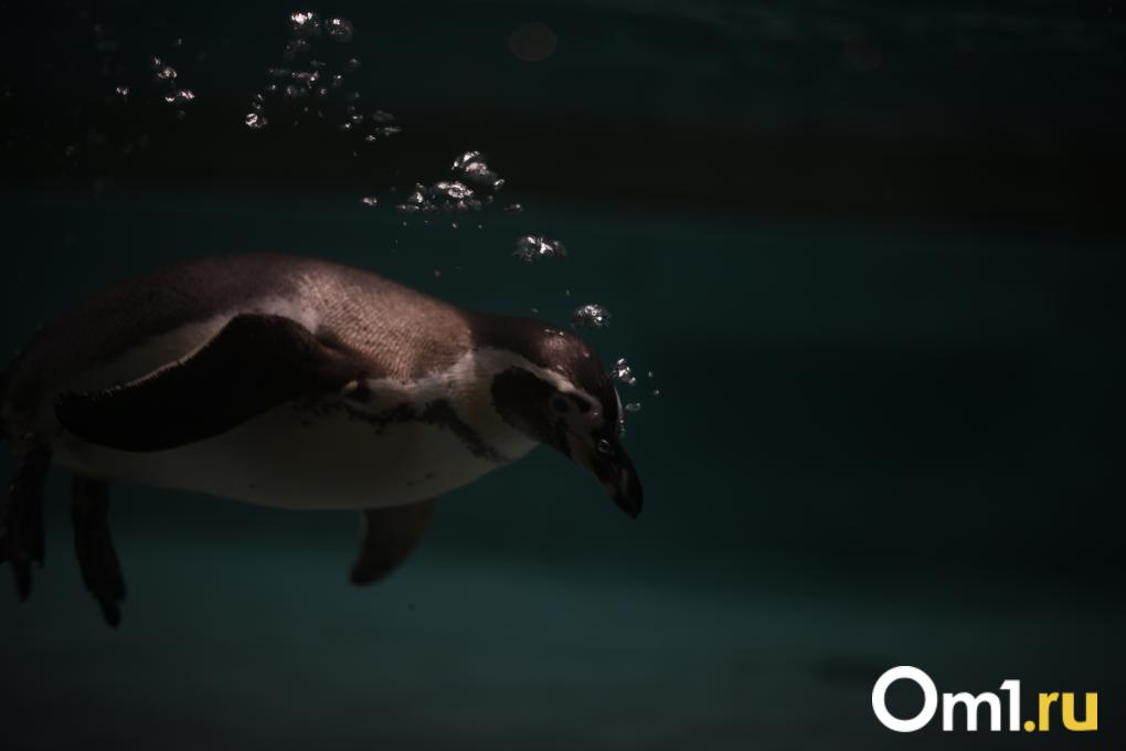 Уточки греются, дикдики удивляют, а тревоги тают: весенний зоопарк глазами жителей Новосибирска