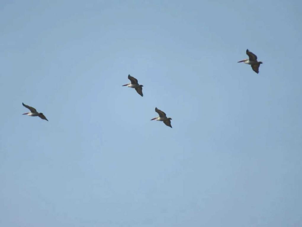 В Омскую область вернулись редкие птицы