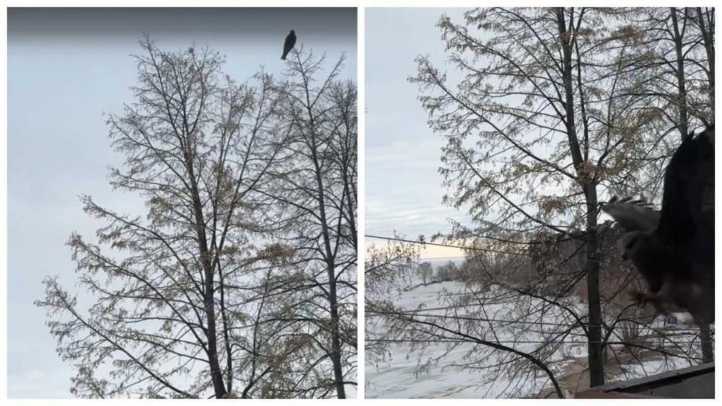 «Он нас уже не боится»: жительница ОбьГЭС в Новосибирске «подружилась» с диким коршуном