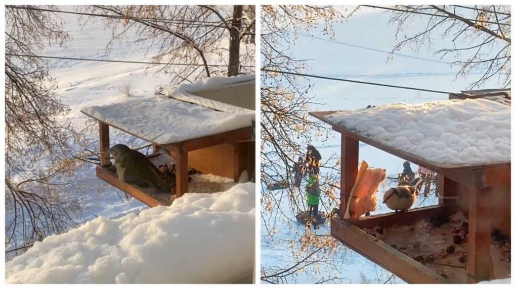 «Он нас уже не боится»: жительница ОбьГЭС в Новосибирске «подружилась» с диким коршуном