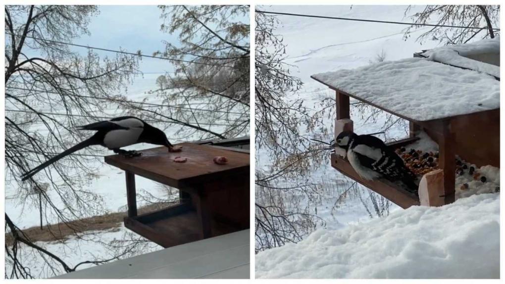 «Он нас уже не боится»: жительница ОбьГЭС в Новосибирске «подружилась» с диким коршуном