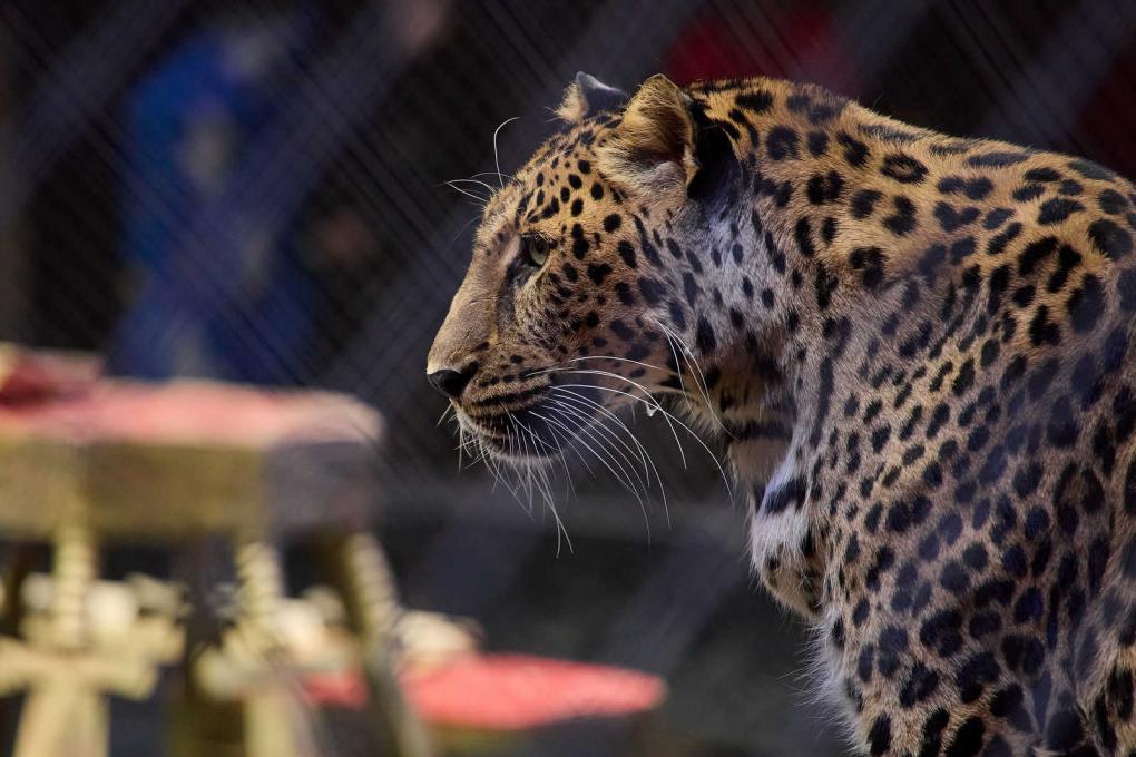 Увидеть магию изнутри: как артисты циркового шоу Гии Эрадзе «5 континентов» готовят грандиозные номера