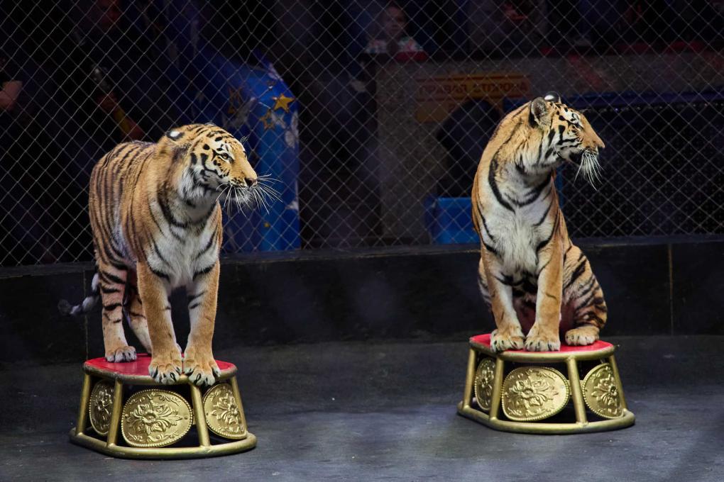 Увидеть магию изнутри: как артисты циркового шоу Гии Эрадзе «5 континентов» готовят грандиозные номера